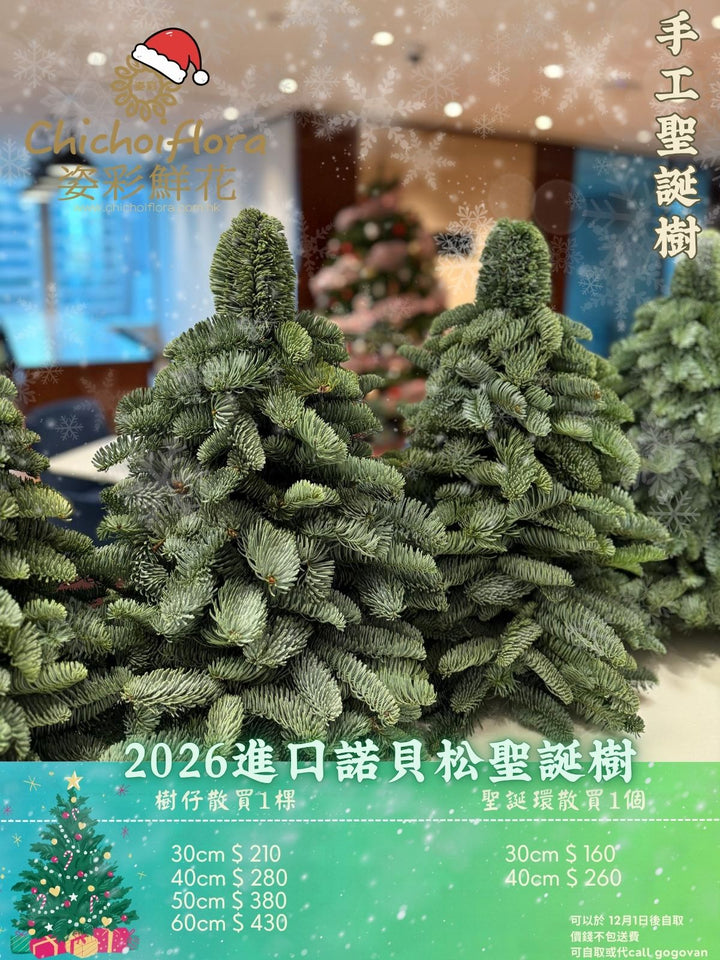 進口迷你貴族松聖誕樹 12月1日後自取或送貨