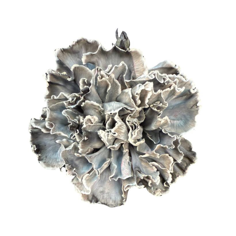 進口染色康乃馨Tinted Carnation