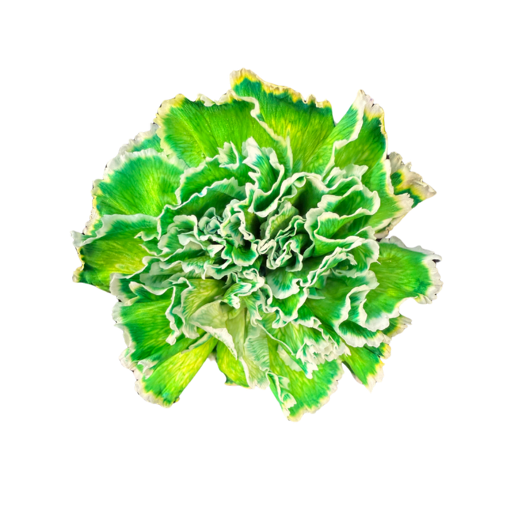 進口染色康乃馨Tinted Carnation