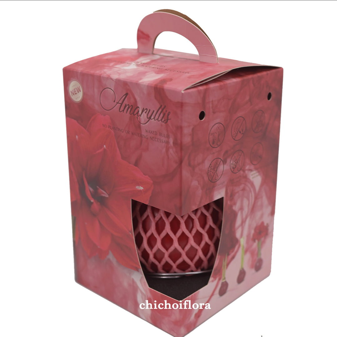 朱頂蘭球 五個款式