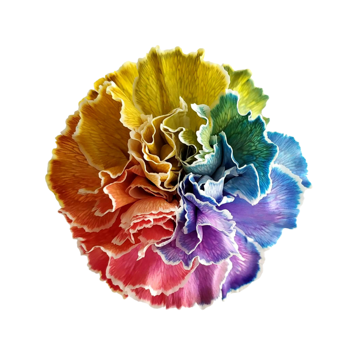 進口染色康乃馨Tinted Carnation