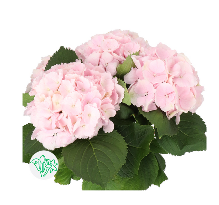 荷蘭繡球 Hydrangea【粉色】 【現貨】