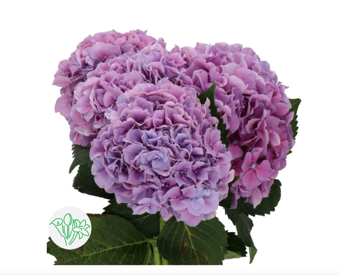 荷蘭繡球 Hydrangea【粉色】 【現貨】