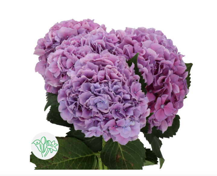 荷蘭繡球 Hydrangea【粉色】 【現貨】