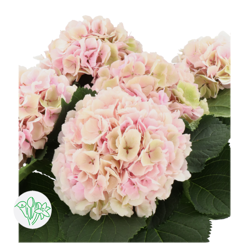 荷蘭繡球 Hydrangea【粉色】 【現貨】