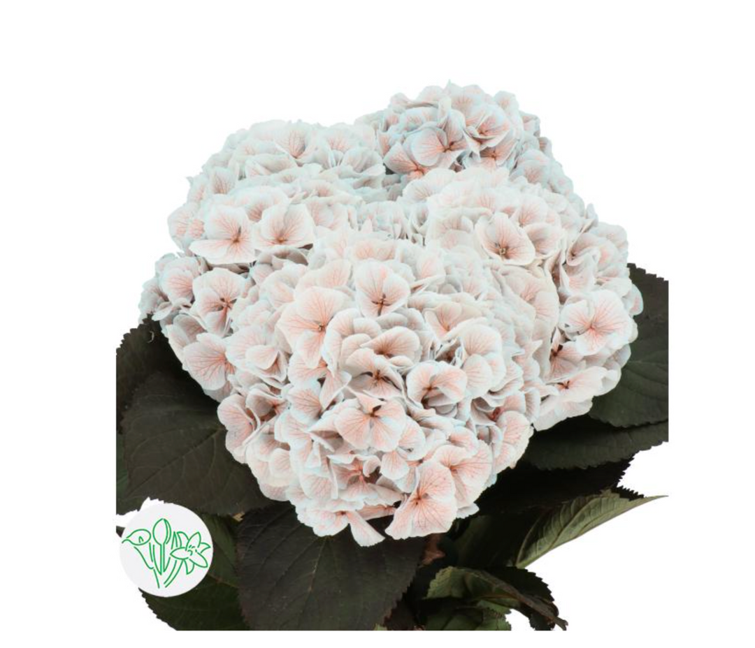 荷蘭花材荷蘭繡球Hydrangea 淺粉色– chichoiflora