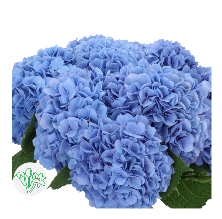 荷蘭繡球 Hydrangea【粉色】 【現貨】