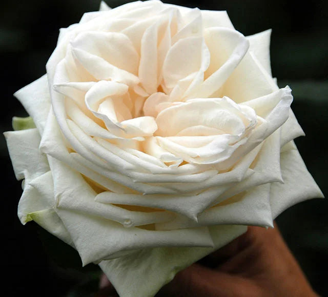 庭園玫瑰 -DAVID AUSTIN WHITE O'HARA® 12支