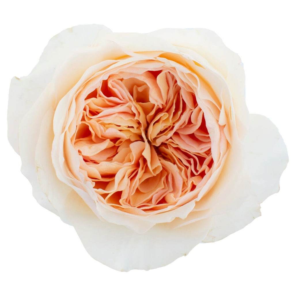 Sugar Flower Juliet Rose (Juliet David Austin Rose) - Cake Topper