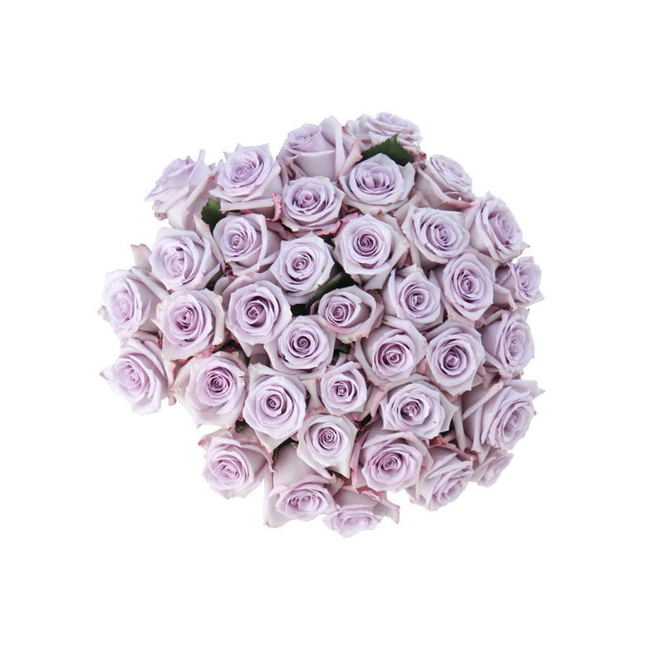 現貨Ocean Song  10 stems
